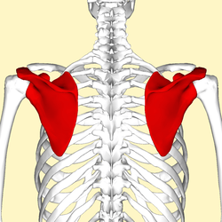 250px-Scapula_-_posterior_view2