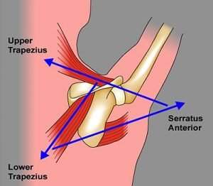 Picture-2-Scapular-Muscles-300×262